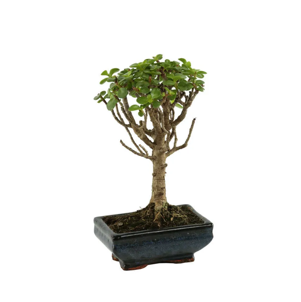 MITTON - Bonsaï Portulacaria:5-6 ans boule