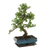 MITTON - Bonsaï Portulacaria:10-12 ans étage