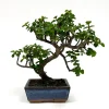 MITTON - Crassula 5/6 ans