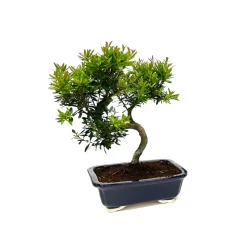 Mix bonsaï 6/8ans avec soucoupe