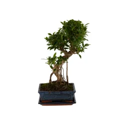 Mix bonsaï 6/8ans avec soucoupe