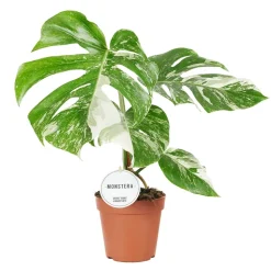 Monstera deliciosa 'Variegata' : pot D.15cm