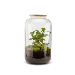 NATURALYS - Bonbonne classic M Ginseng