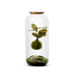 NATURALYS - Kokedama, bonbonne végétalisée Taille L : Calathea Suspendu