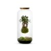 NATURALYS - Kokedama, bonbonne végétalisée Taille L : Ginseng Suspendu
