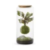 NATURALYS - Mia L - Kokedama Calathea Suspendu
