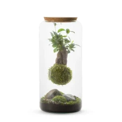 NATURALYS - Mia L - Kokedama Ginseng Suspendu