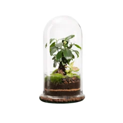 NATURALYS - Terrarium végétal d'intérieur, Spicy taille L : Ginseng D.17cm
