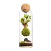 NATURALYS - Terrarium végétal d'intérieur, Niwa taille L : Kokedama D.8 H.29cm