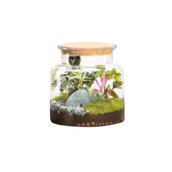 NATURALYS - Terrarium végétal d'intérieur, Jungle Classic taille S : Mix H.20cm
