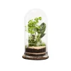 NATURALYS - Terrarium végétal d'intérieur, Spicy taille L : Bao D.17cm