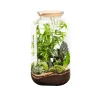 NATURALYS - Terrarium végétal d'intérieur, Bonbonne Classic taille M : Mix D.23cm