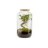 NATURALYS - Terrarium végétal intérieur, Bonbonne Classic taille M : Bonsai D.23cm