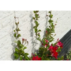 NATURE - Kit de palissage: Câble galvanisé (10m) et fixation
