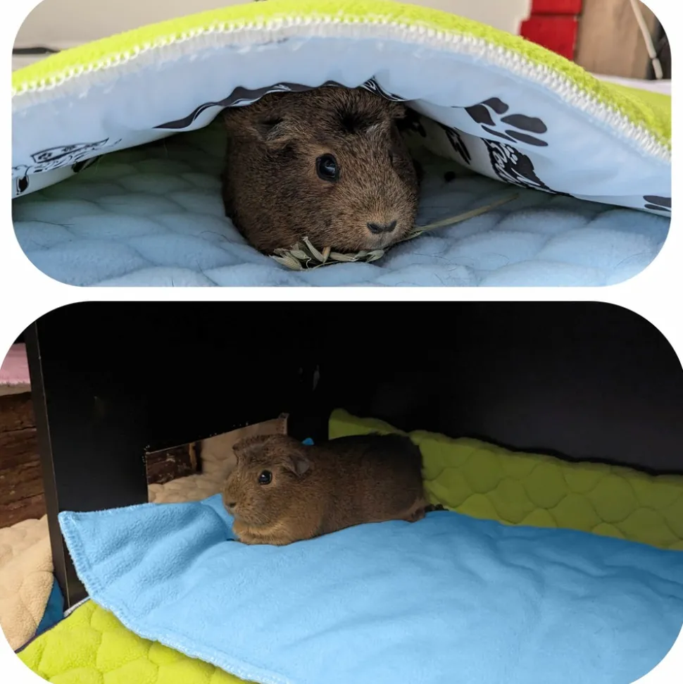 NEO SOLVO - Lot de 4 - tapis pour cochon d'inde et lapin en polaire 70 x 35 cm - polaire absorbant, lavable en machine, economique