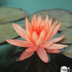 Nénuphar précultivé orange