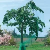 NORTENE - Filet de protection oiseaux "birdnet" - 1 x 10 m - noir