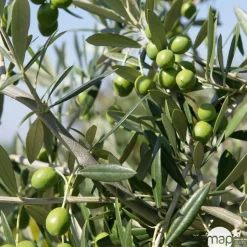 Olivier, Olea europeae, ' Cipressino ' Nord : pot 35L