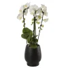 Orchidée - Phalaenopsis Fontano 3T D12-H50 avec cache-pot noir