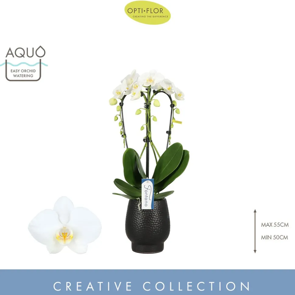 Orchidée - Phalaenopsis Fontano 3T D12-H50 avec cache-pot noir