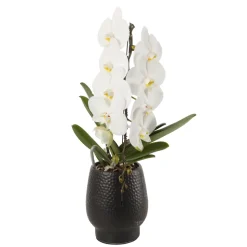 Orchidée - Phalaenopsis Formidablo D12-H70 avec cache-pot noir.