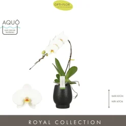 Orchidée - Phalaenopsis Formidablo D12-H70 avec cache-pot noir.