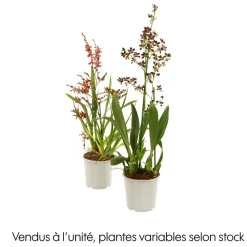 Orchidée Cambria 1 tige - pot D.11 cm