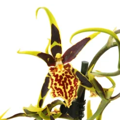 Orchidée Cambria 1 tige - pot D.11 cm