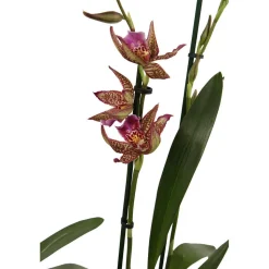 Orchidée Cambria 2 tiges - pot D.12 cm