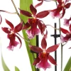 Orchidée Cambria 'Barrocco red', 3 tiges, pot Ø12 cm