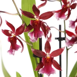 Orchidée Cambria 'Barrocco red', 3 tiges, pot Ø12 cm