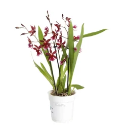 Orchidée Cambria 'Barrocco red', 3 tiges, pot Ø12 cm