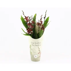 Orchidée Cambria 'Barrocco Red' - 5/6 tigess- Pot D 12cm- H 60cm