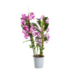 Orchidée Dendrobium nobilé 2 tiges - pot D.12 cm