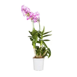 Orchidée Dendrobium nobilé 1 tige - pot D.12 cm