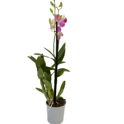 Orchidée Dendrobium nobilé 1 tige - pot D.12 cm