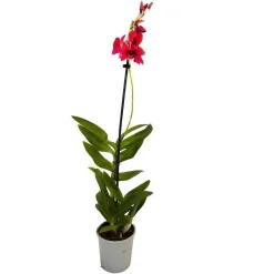 Orchidée Dendrobium nobilé 1 tige - pot D.12 cm
