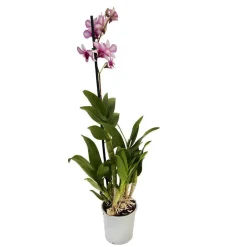 Orchidée Dendrobium nobilé 1 tige - pot D.12 cm