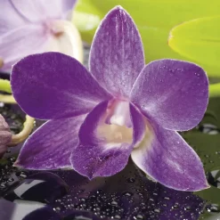 Orchidée Dendrobium nobilé 1 tige - pot D.12 cm