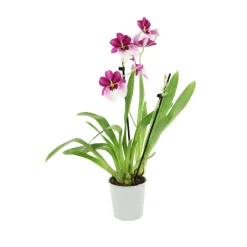 Orchidée Miltonia 2 tiges - pot D.12 cm