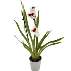 Orchidée Miltonia 2 tiges - pot D.12 cm