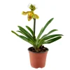 Orchidée Paphiopedilum 1 tige - pot D.12 cm