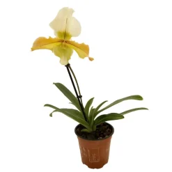 Orchidée Paphiopedilum 1 tige - pot D.12 cm