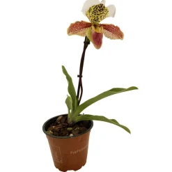 Orchidée Paphiopedilum 1 tige - pot D.12 cm