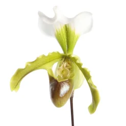 Orchidée paphiopedilum leanum : pot D12x H40cm