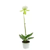 Orchidée Paphiopedilum Maudiae Femma'1 tige - pot D.9 cm