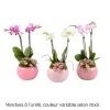 Orchidée, Phalaenopsis : pot rose D.16cm
