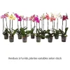 Orchidée Phalaenopsis 2 tiges, coloris variables - pot D.12 cm