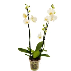 Orchidée Phalaenopsis 2 tiges, coloris variables - pot D.12 cm