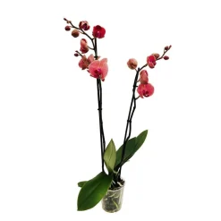 Orchidée Phalaenopsis 2 tiges, coloris variables - pot D.12 cm